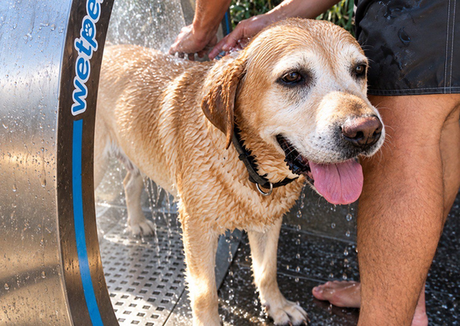 Un labrador lavé sous la douche WetPet Classic