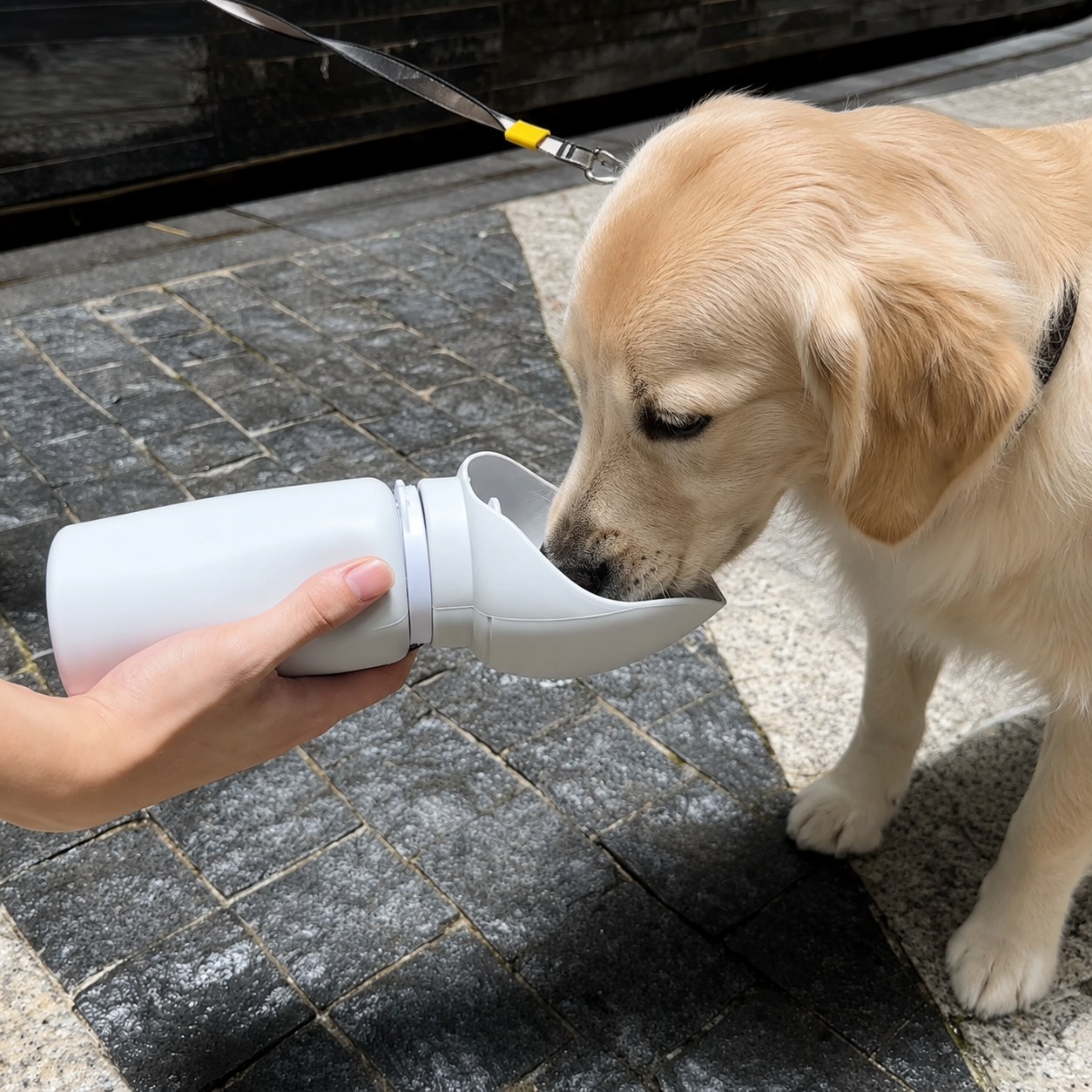Golden retriever buvant dans la gourde pliable LUMAYA en promenade