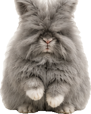 Lili, la mascotte lapin angora nain de LUMAYA, assise