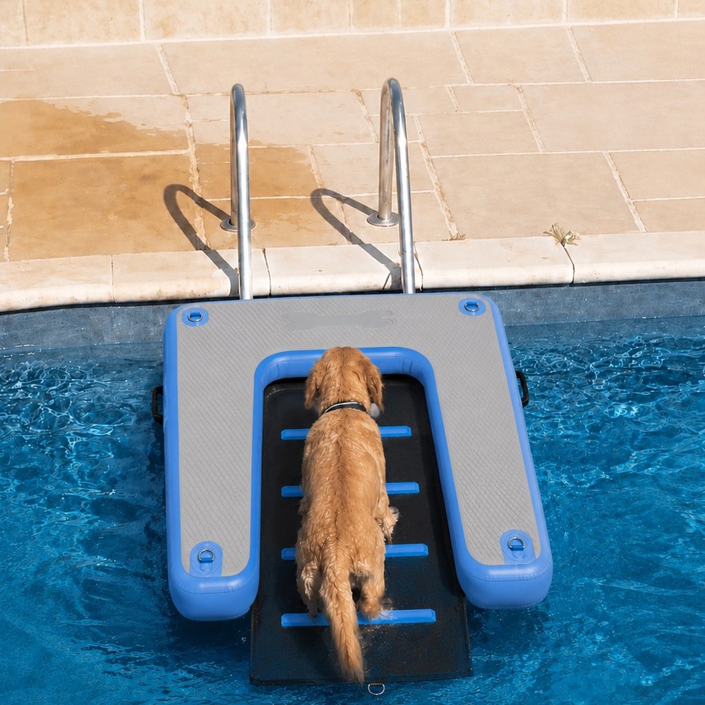 Golden retriever remontant de piscine par la rampe LUMAYA